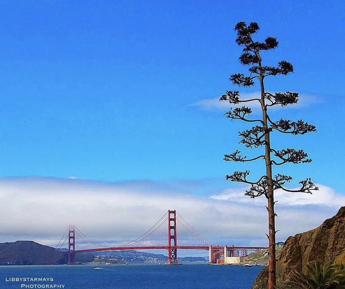 Golden Gate Bridge photographed by Libby Mays